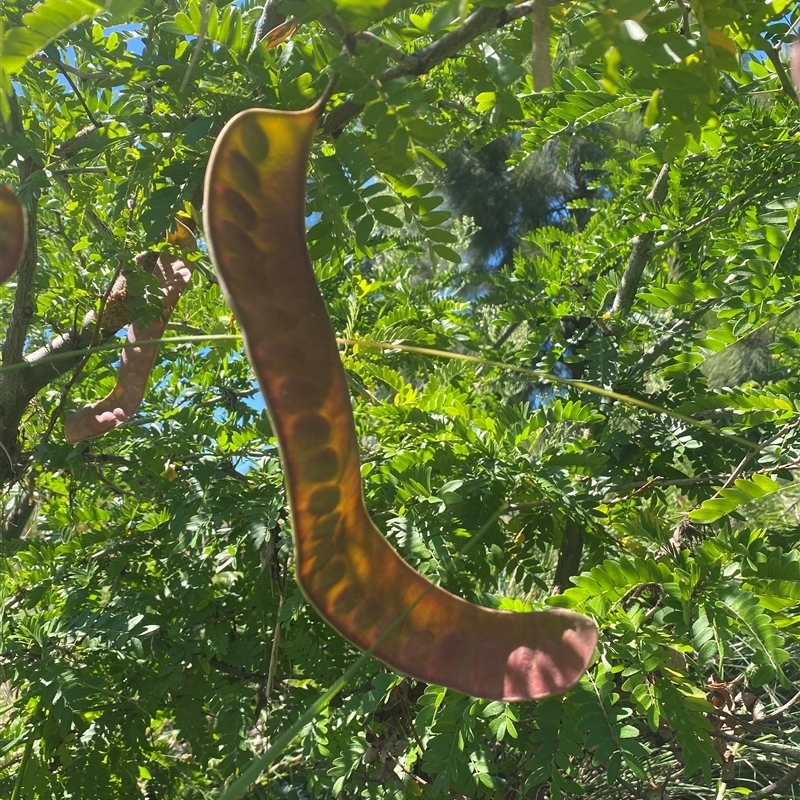 Gleditsia triacanthos