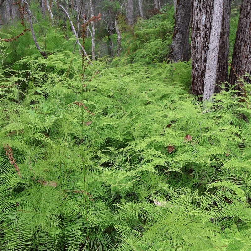 Gleichenia dicarpa