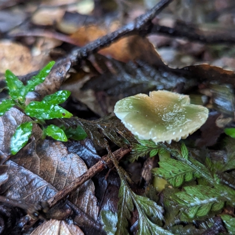 Gliophorus graminicolor