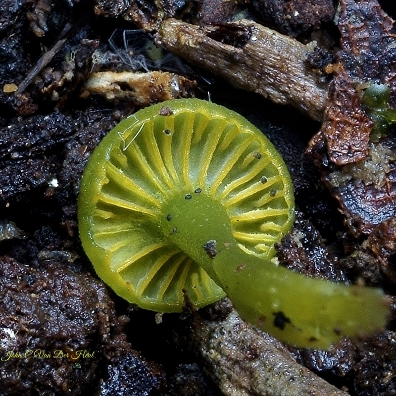 Gliophorus pseudograminicolor