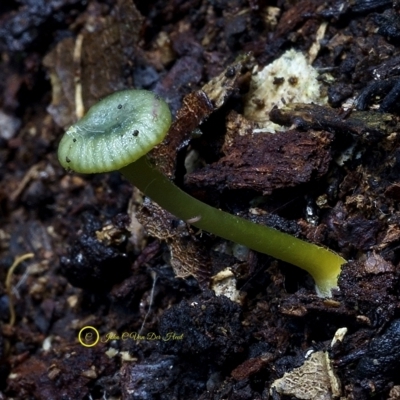 Gliophorus pseudograminicolor