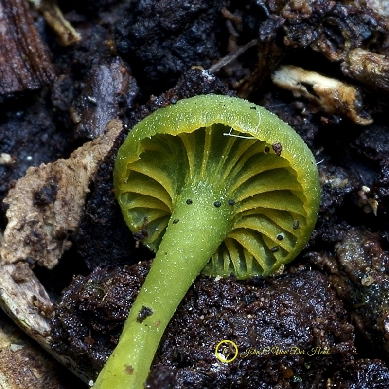 Gliophorus pseudograminicolor