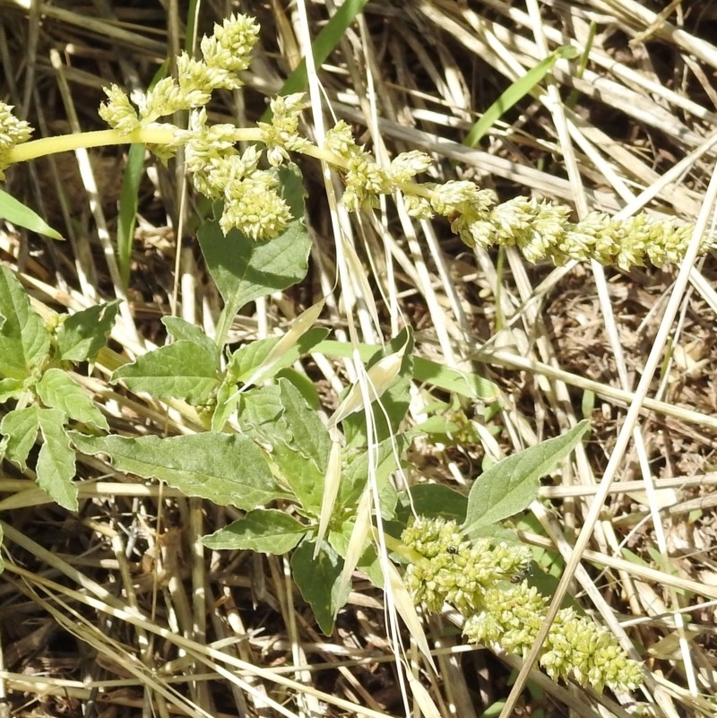 Amaranthus sp.