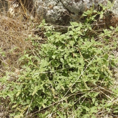 Amaranthus sp.