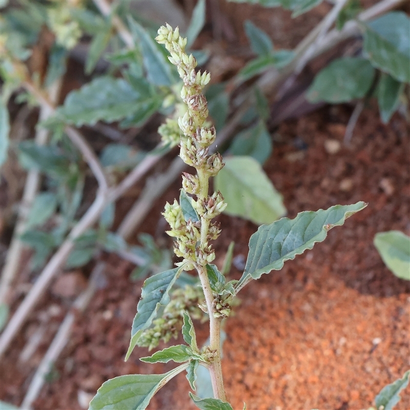 Amaranthus sp.