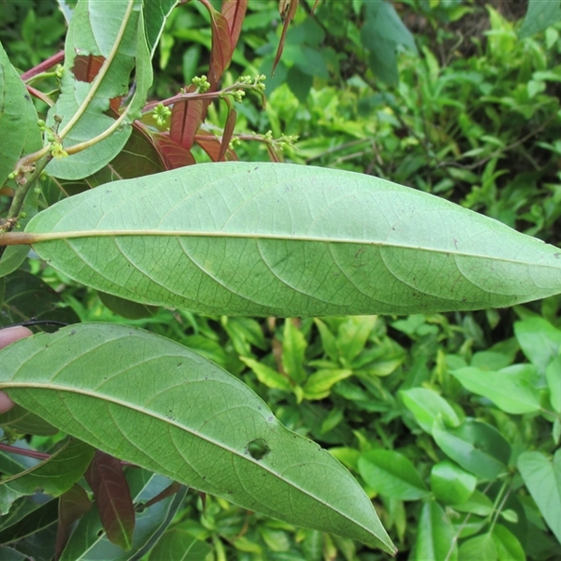 Glochidion sumatranum