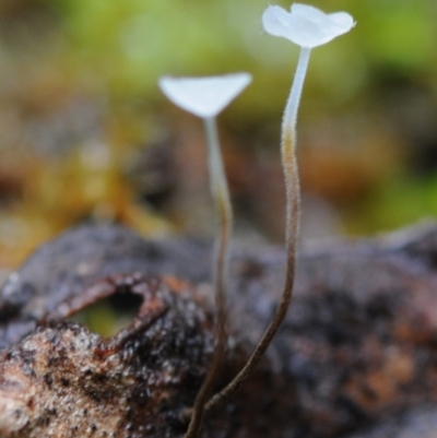 Gloiocephala epiphylla