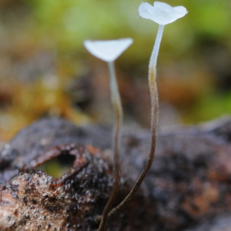 Gloiocephala epiphylla