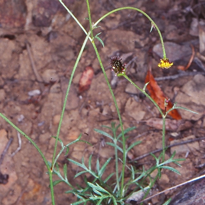 Glossocardia bidens