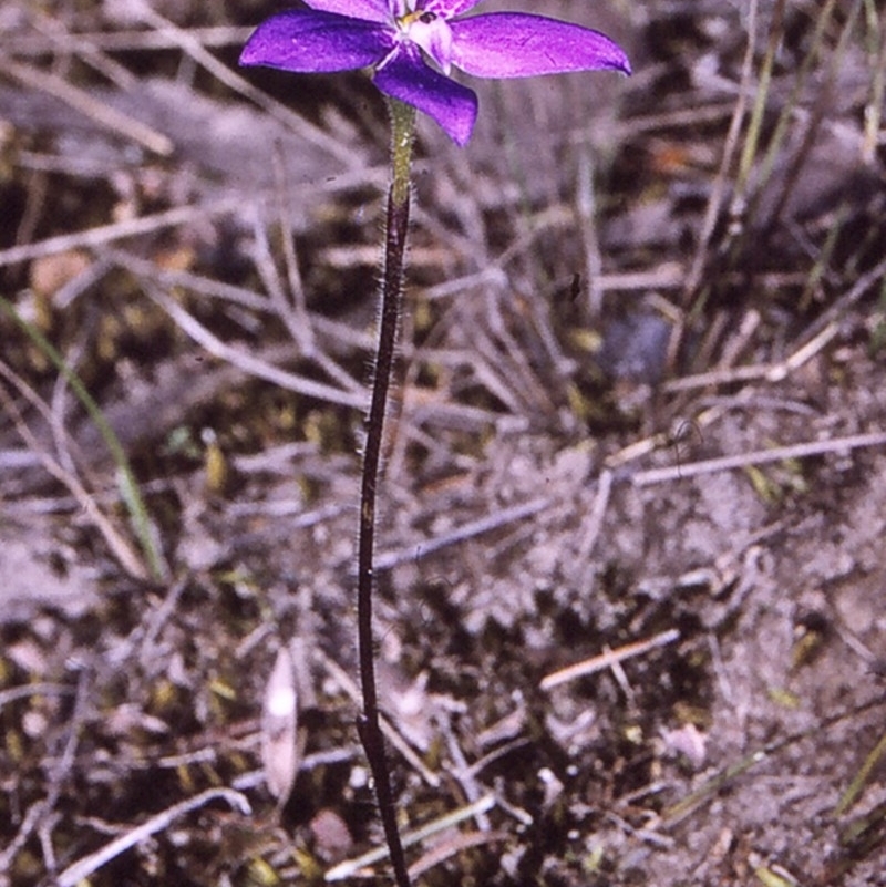 Glossodia minor