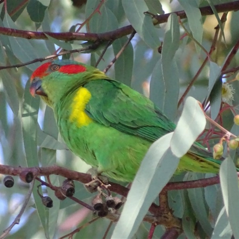 Glossopsitta concinna