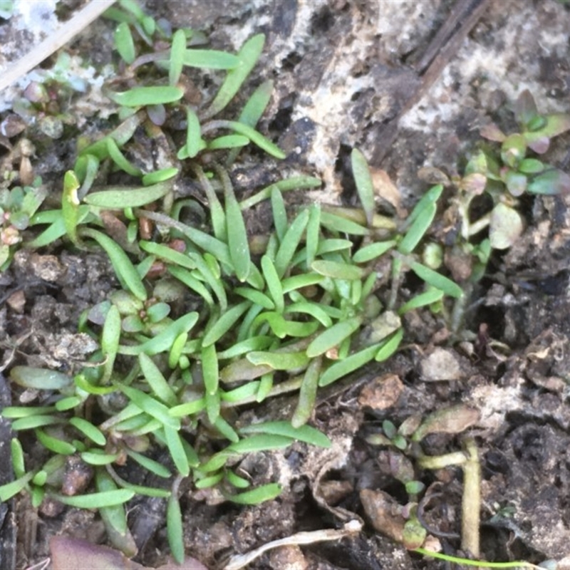 Glossostigma cleistanthum