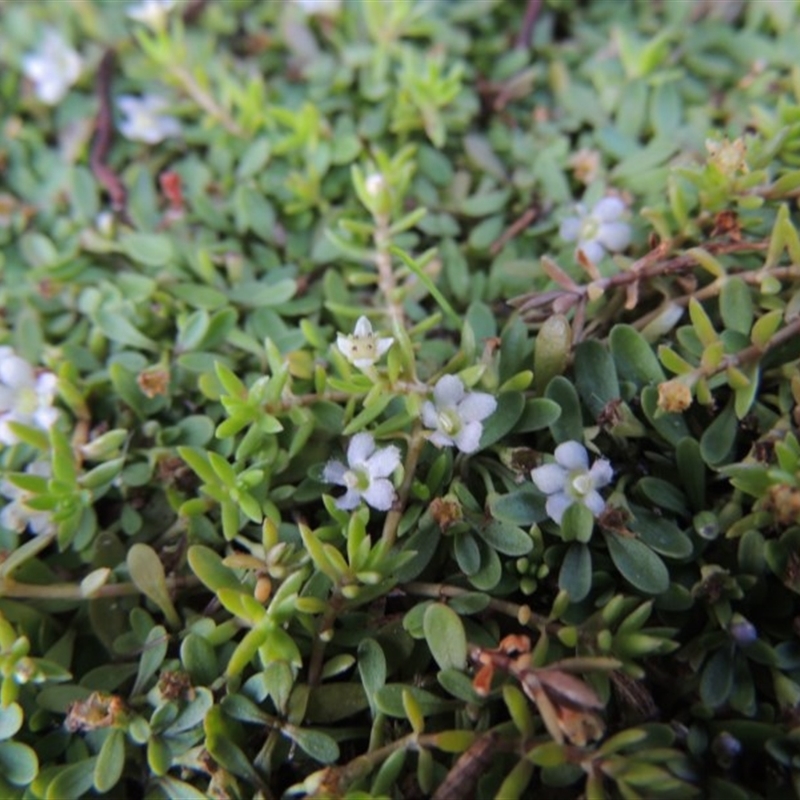 Glossostigma elatinoides