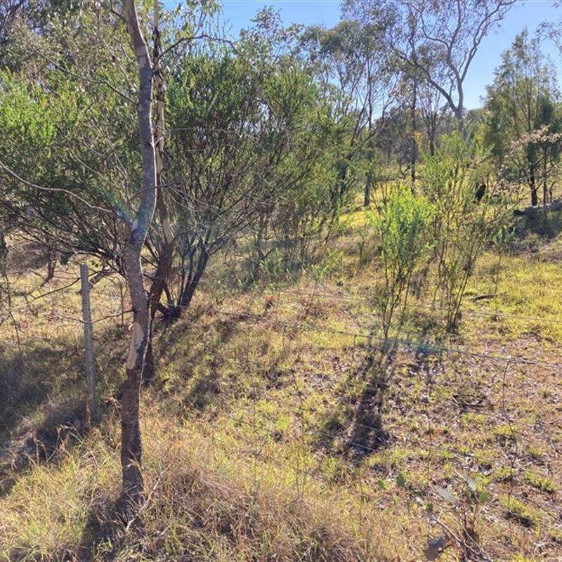 Acacia cultriformis