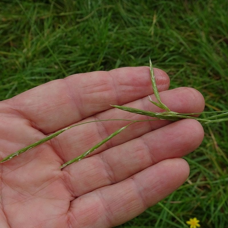 Glyceria australis