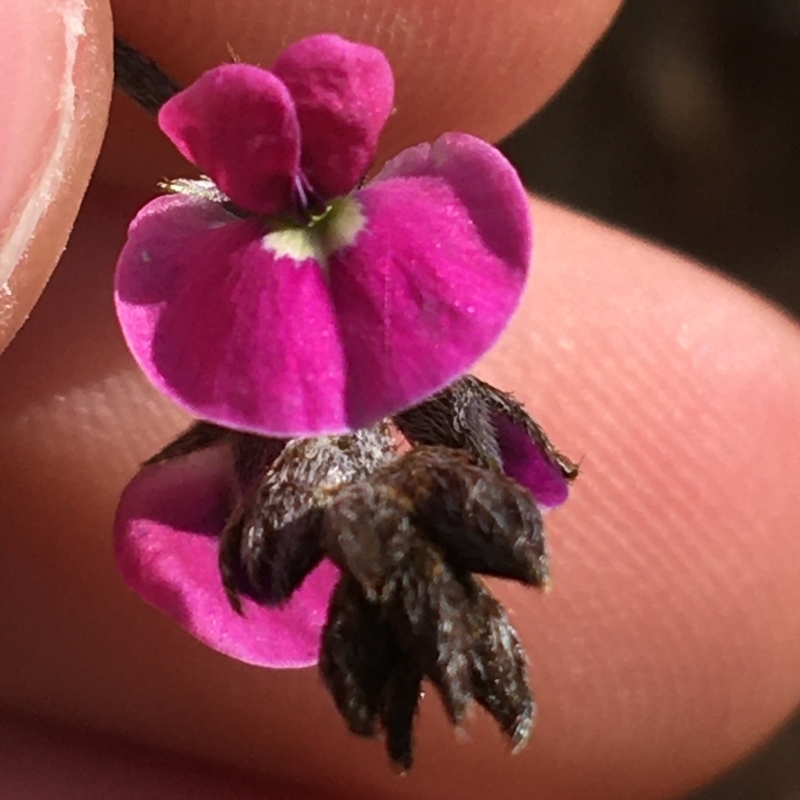 Glycine canescens