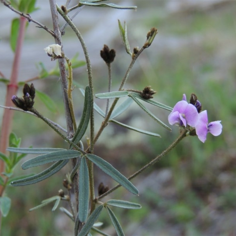 Glycine clandestina