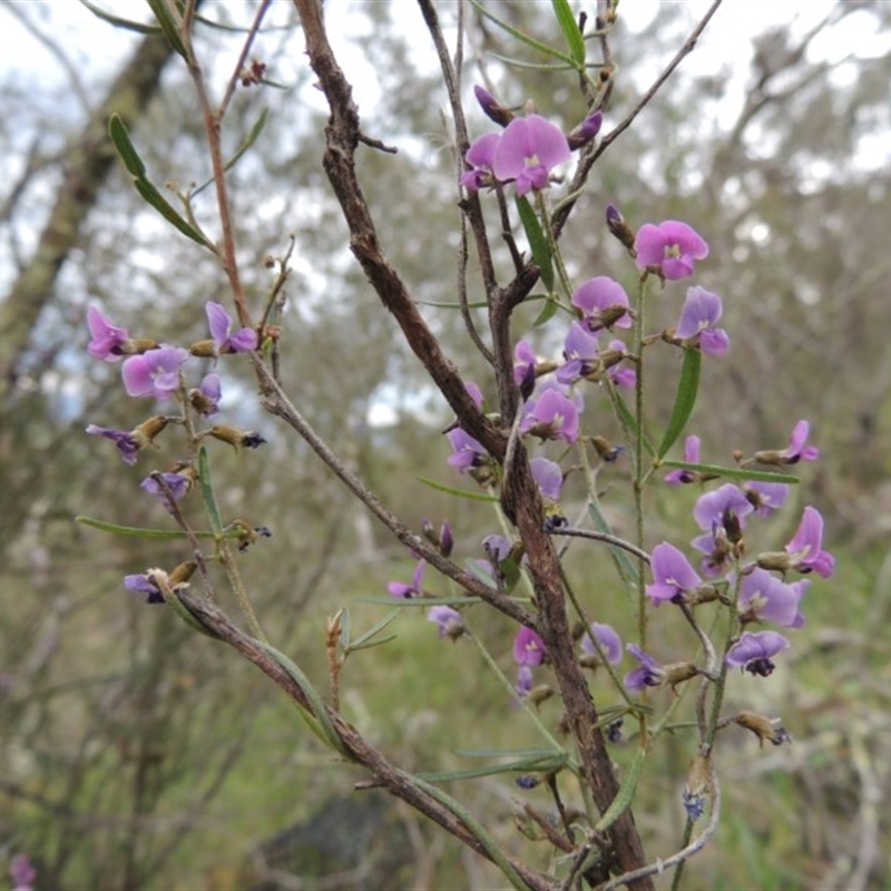 Glycine clandestina