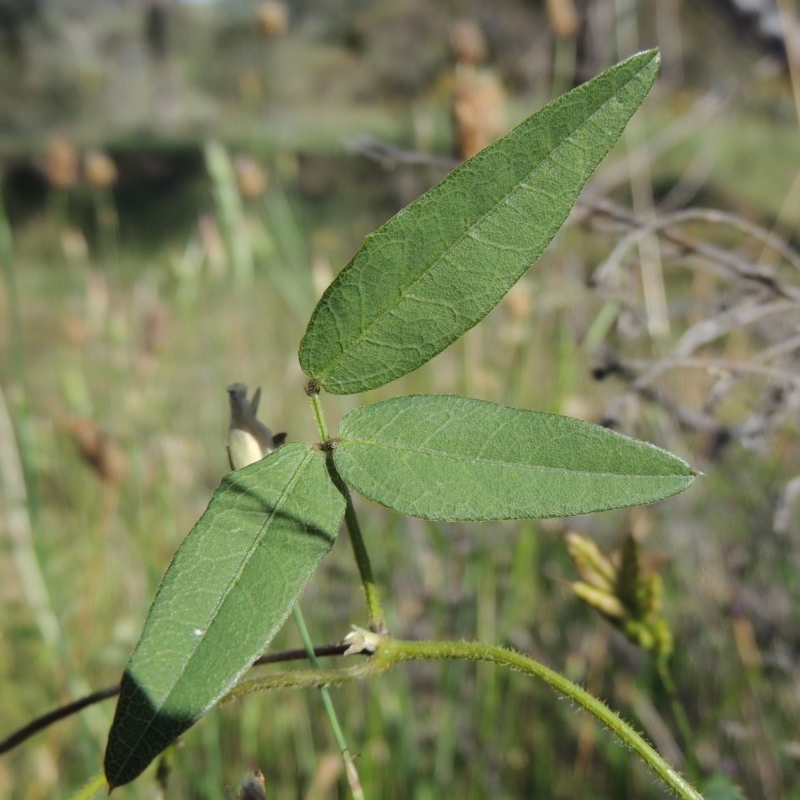 Glycine tabacina