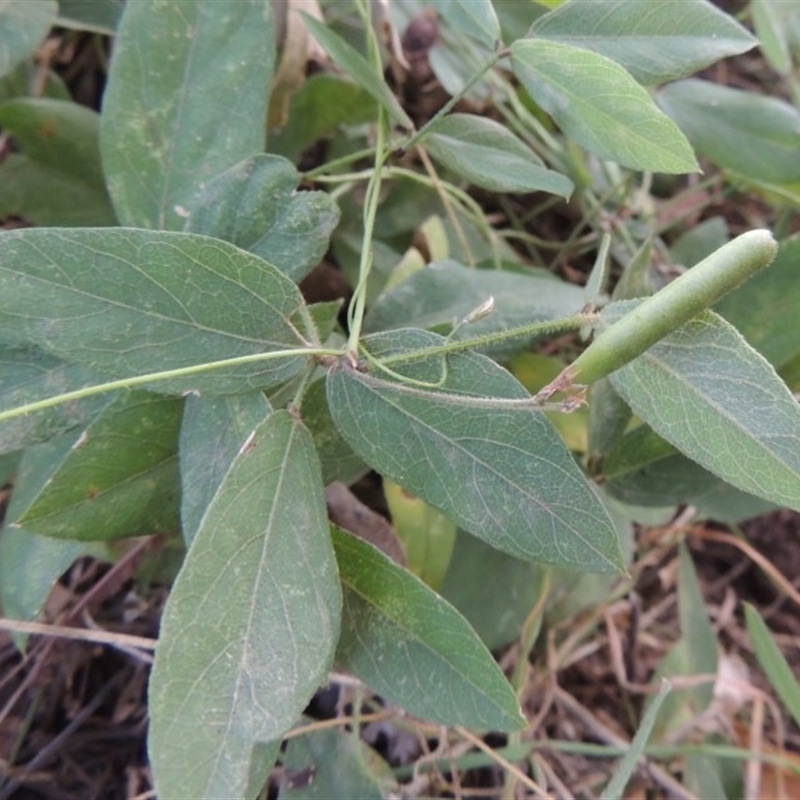 Glycine tabacina