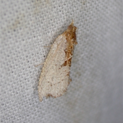 Glyphidoptera polymita