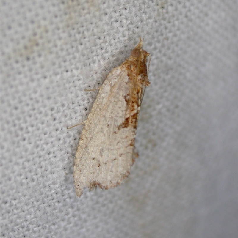 Glyphidoptera polymita