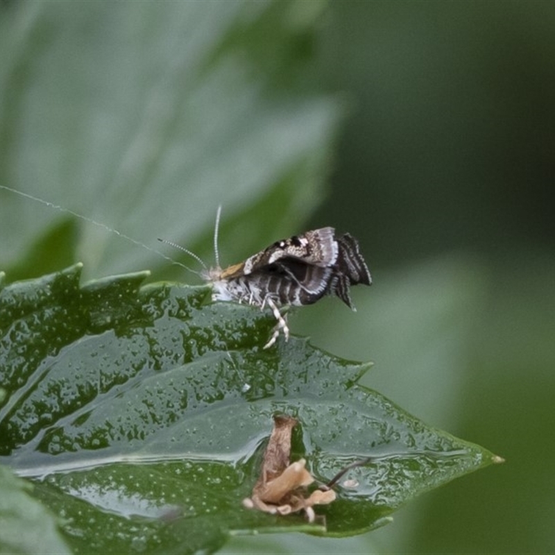 Glyphipterix (genus)