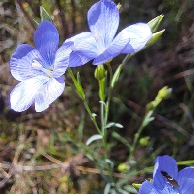 Glyphipterix acinacella