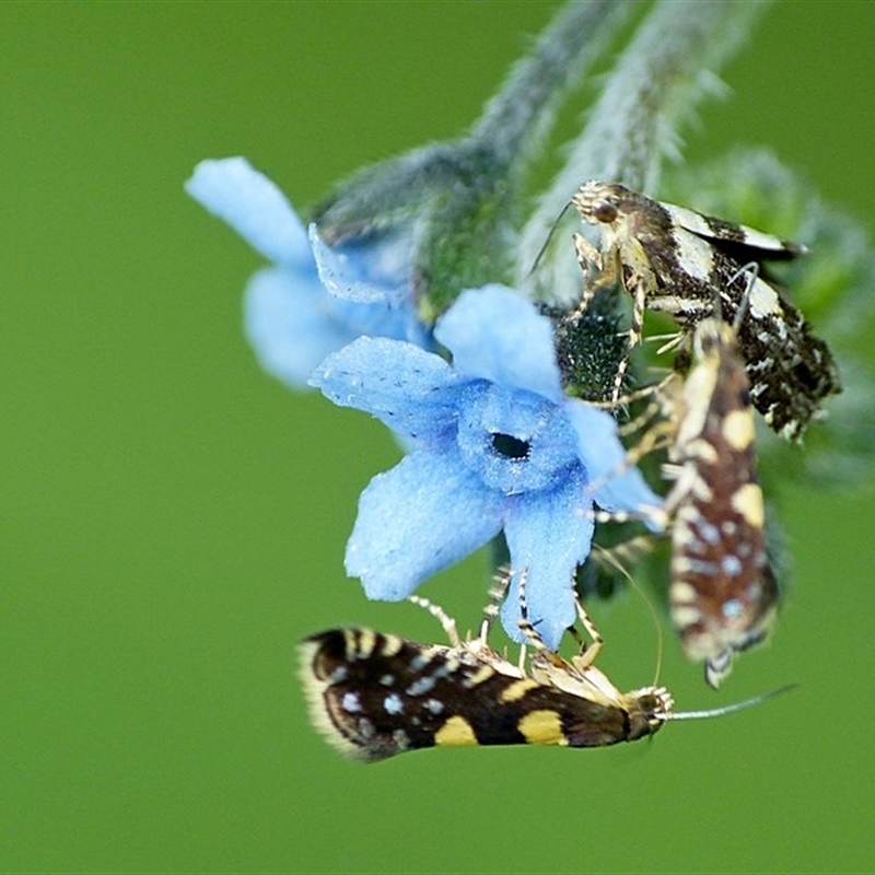 Glyphipterix chrysoplanetis