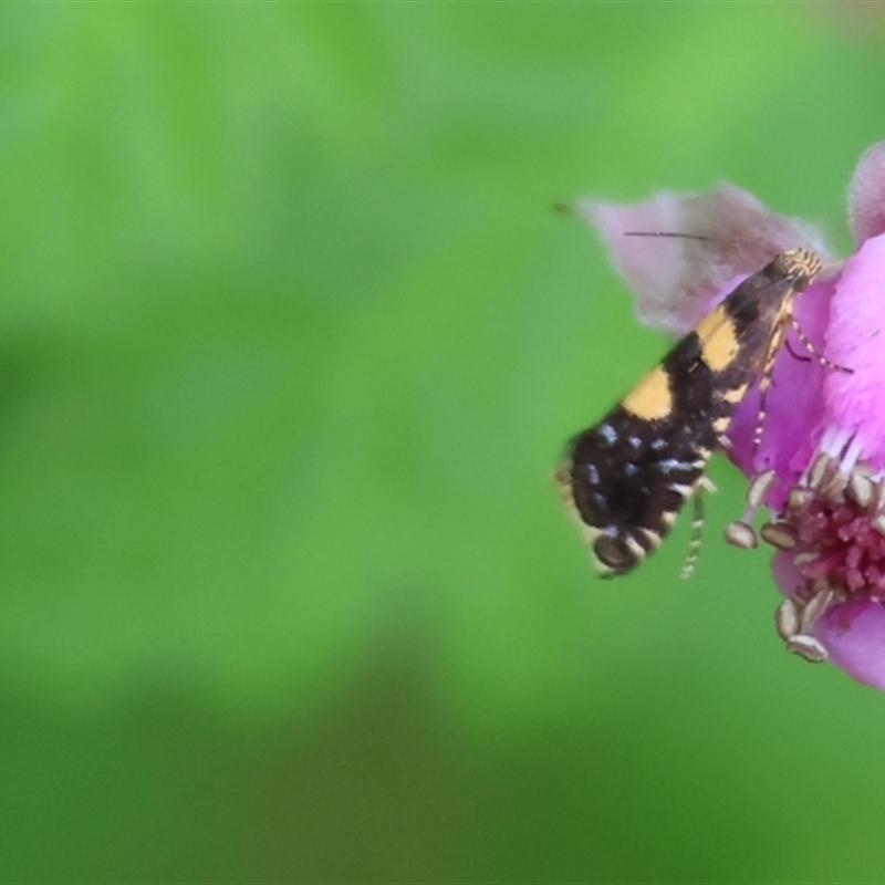 Glyphipterix chrysoplanetis