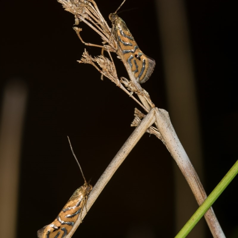 Glyphipterix cyanochalca