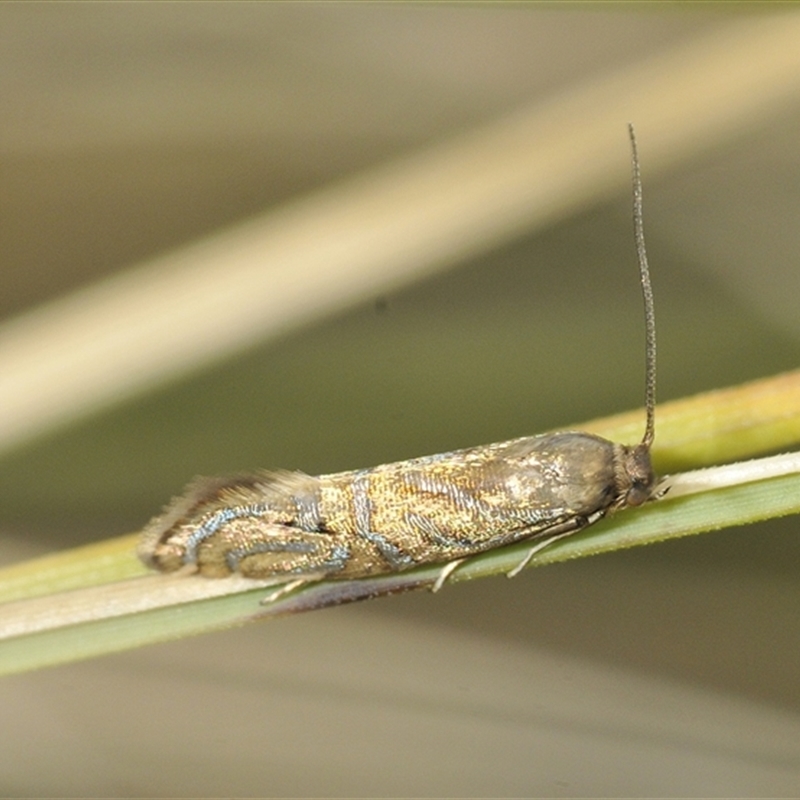 Glyphipterix cyanochalca