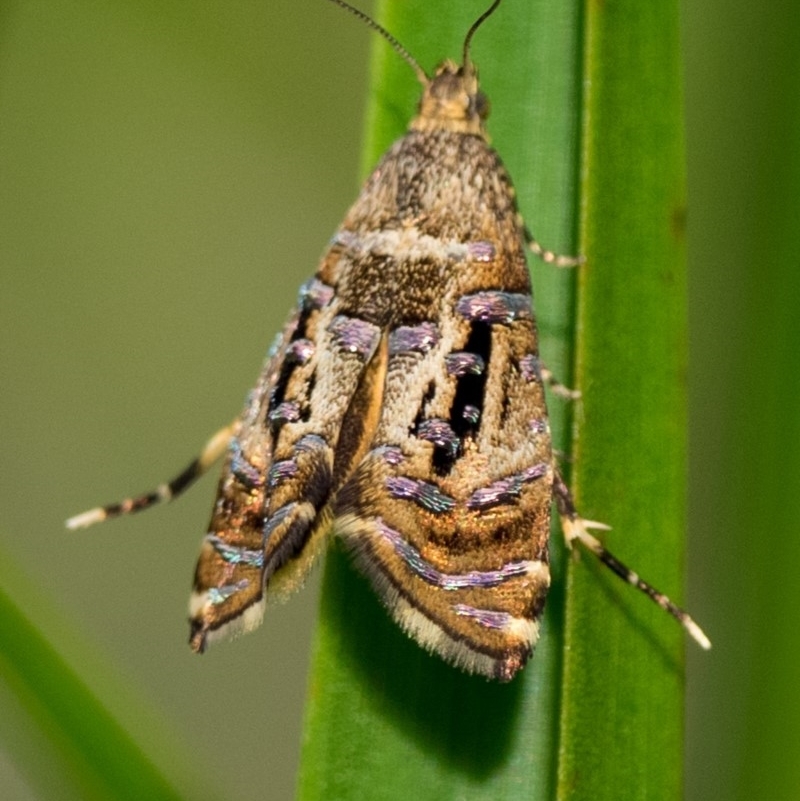 Glyphipterix gemmipunctella