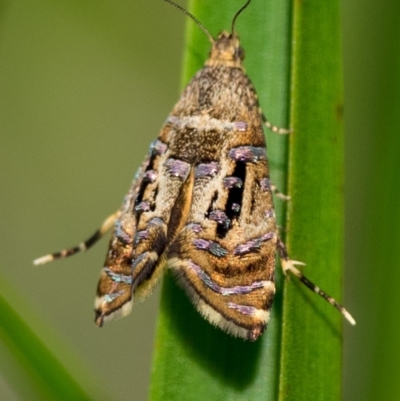 Display behaviour, flaring wings and extending hind legs