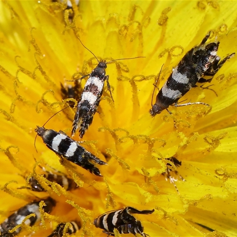 Glyphipterix meteora