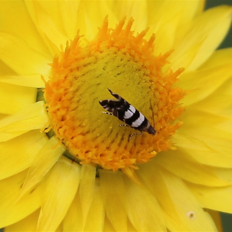 Glyphipterix meteora