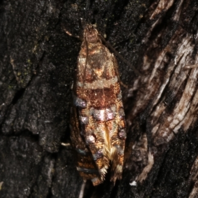 Glyphipterix undescribed species nr isozela