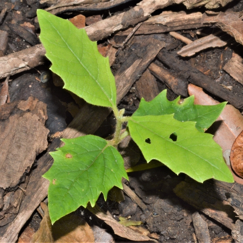 Gmelina leichhardtii