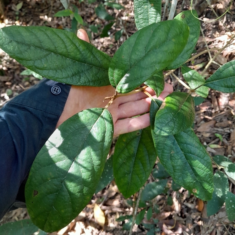 Gmelina leichhardtii