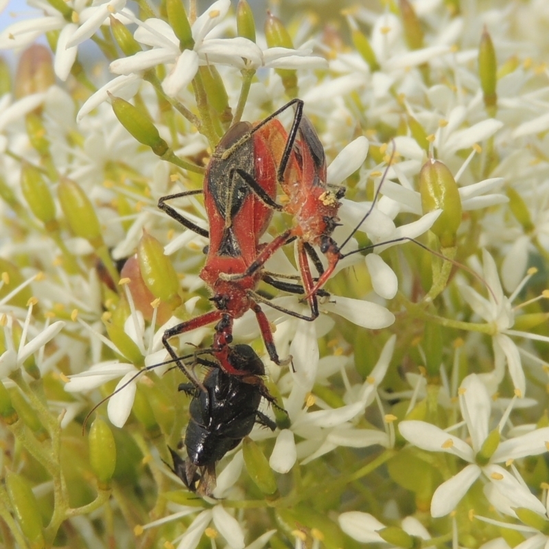 Gminatus australis