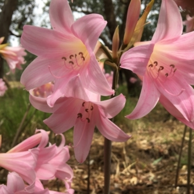 Amaryllis belladonna