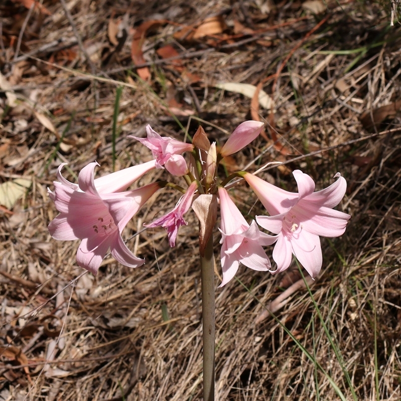 Amaryllis belladonna