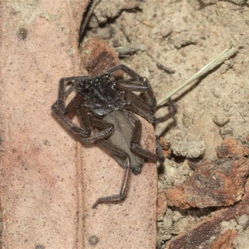 Gnaphosidae or Trochanteriidae (families)