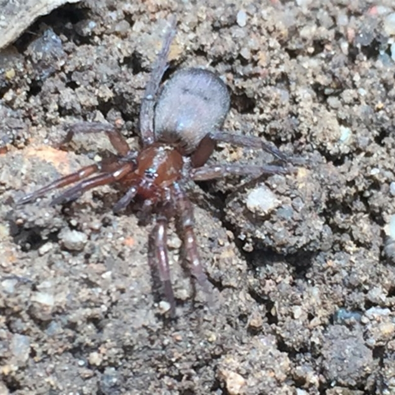 Gnaphosidae (family)