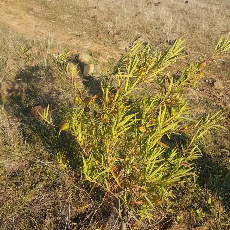 Gomphocarpus fruticosus