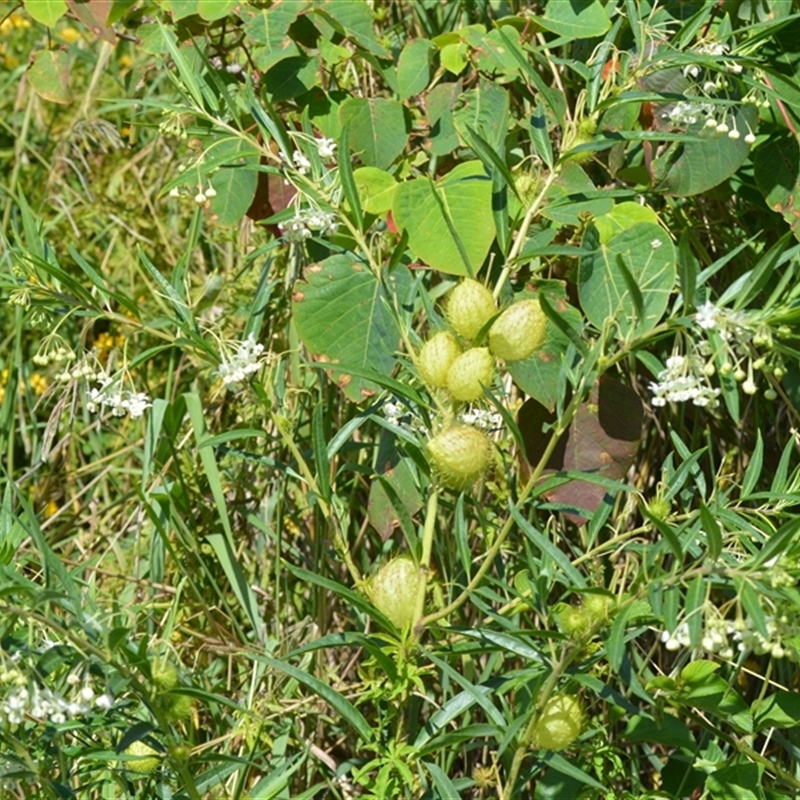 Gomphocarpus fruticosus