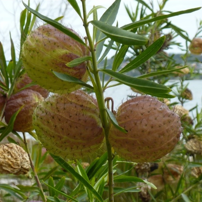 Gomphocarpus physocarpus