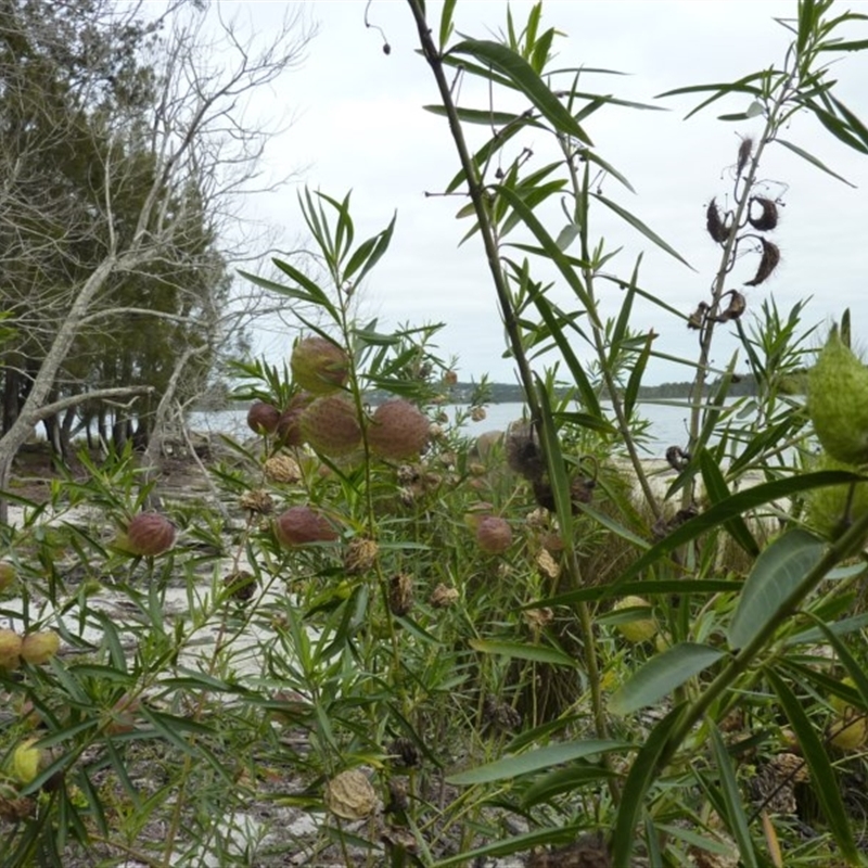 Gomphocarpus physocarpus