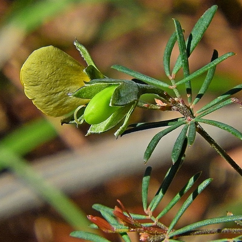 Gompholobium glabratum