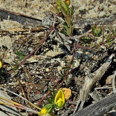 Max Campbell, Bournda NP